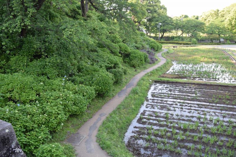 小田原城本丸東堀跡です。