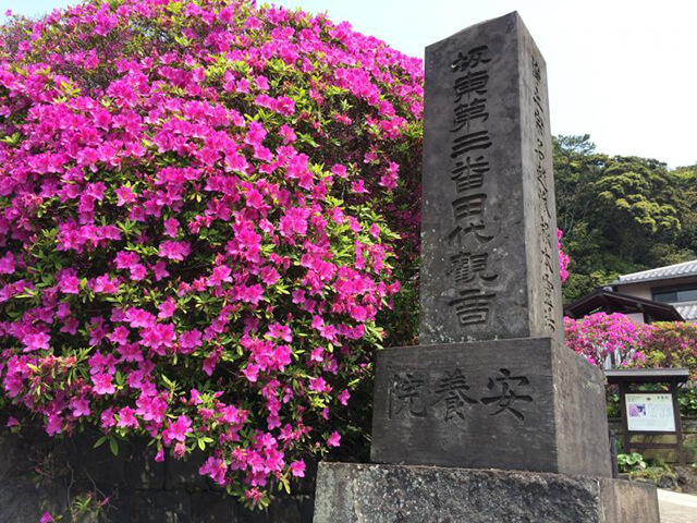 安養院のオオムラサキツツジ