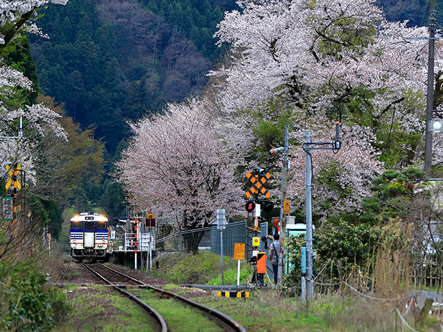 咲花駅周辺の桜並木