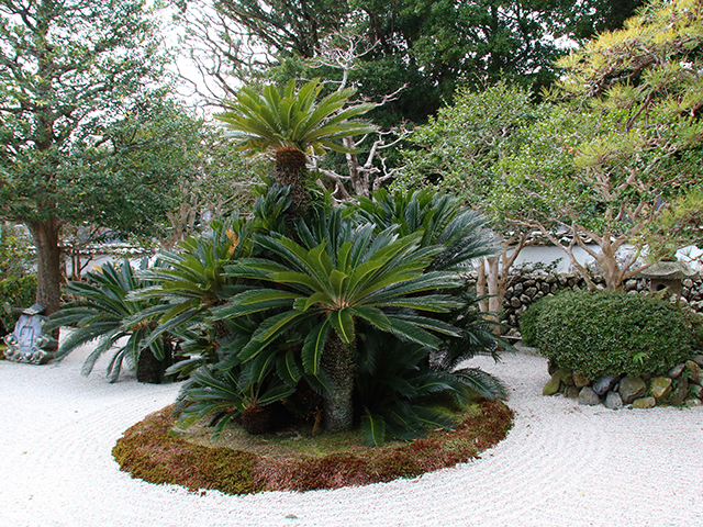 日本庭園に植えられているソテツ