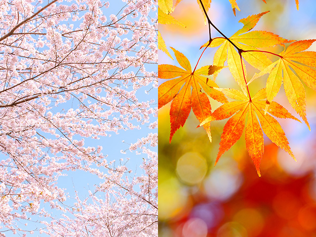 雲錦手イメージ（桜と紅葉）